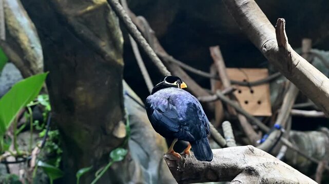 a Common hill myna standing on a branch