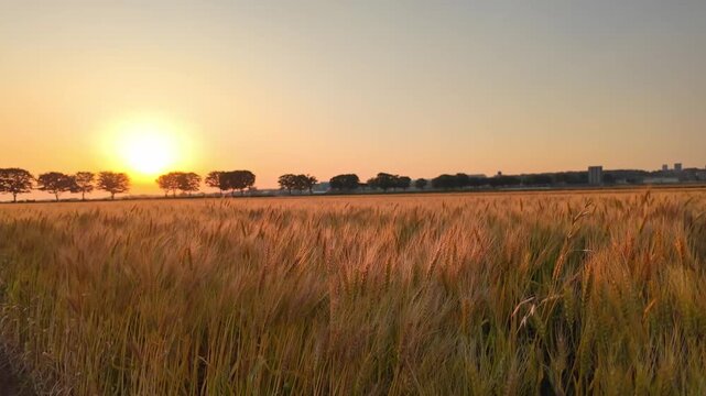 夕日に輝く麦畑　熊本県　大津町