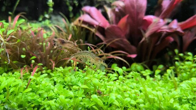 Amano shrimp Caridina multidentata crawling on green stem plants in planted aquascape aquarium, cinematic freshwater underwater close up macro video.