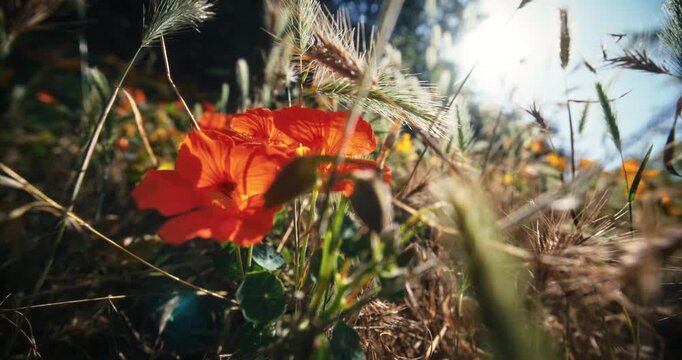 Beautiful red flowers in the middle of tall grass and cattails - low, slow motion shot