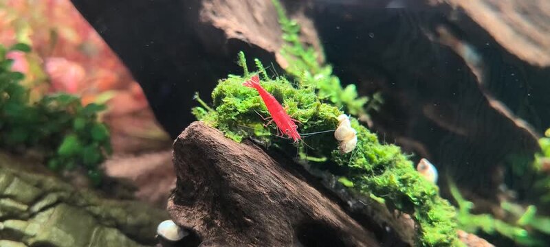 Cherry shrimp Neocaridina davidi colony swimming and grazing on aquarium substrate carpet plant in planted nano aquascape, cinematic underwater macro video