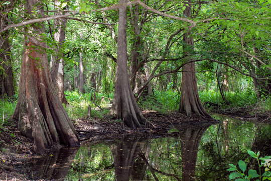 Bald Cypress Grove with Water Reflections and Cypress Knees, East Texas Bottomland