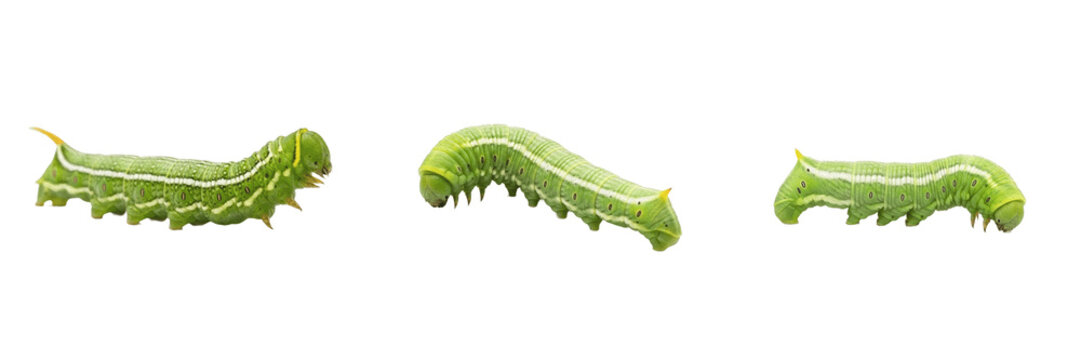 Cabbage looper green inchworm pest showing biological anatomy, structural morphology, taxonomic classification traits, and agricultural crop damage parameters within a reference field.