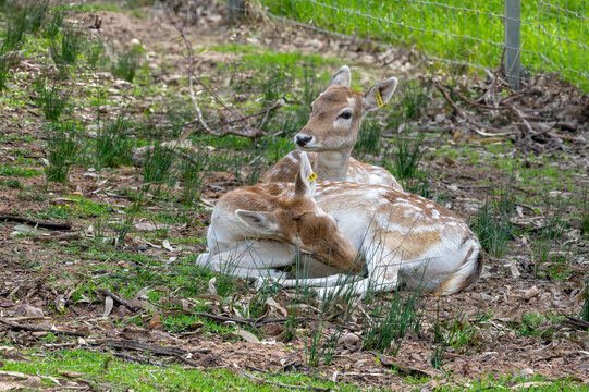 A pair of fallow Deer (dama dama) in the shade, Dubbo, New South Wales, Australia