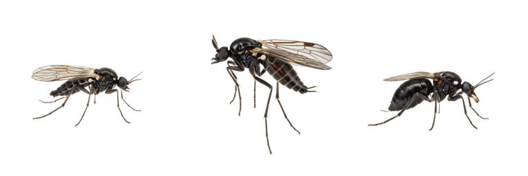 Fungus gnat tiny black greenhouse pest showing biological anatomy, structural morphology, taxonomic classification traits, and agricultural crop damage parameters within a reference field.