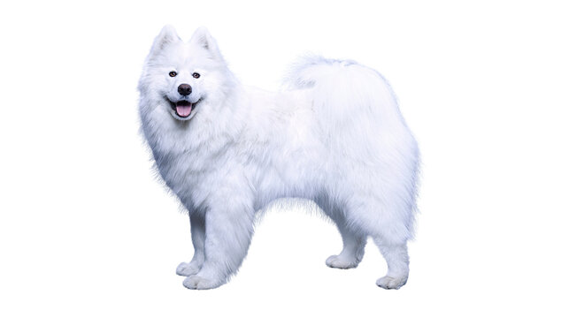 A fluffy white samoyed dog standing with its mouth open and tongue out against a white background full body dog breed working dog