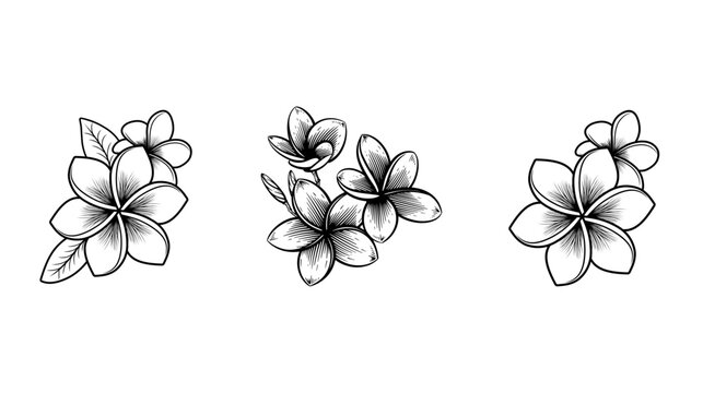 Plumeria flower sketch drawings set with black and white background line art hand drawn fine art plumeria illustration