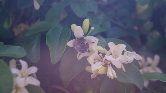 This insect appears to be a blue-banded bee (genus Amegilla), which is native to regions including Southeast Asia, India, and Australia. Taken from Las Pinas, NCR, Philippines.