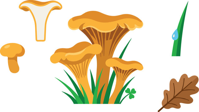 Chanterelle Mushroom Vector Graphic Set with Forest Fungi Cluster Cap Cross Section Dry Autumn Oak Leaf and Dewy Grass Blade Elements
