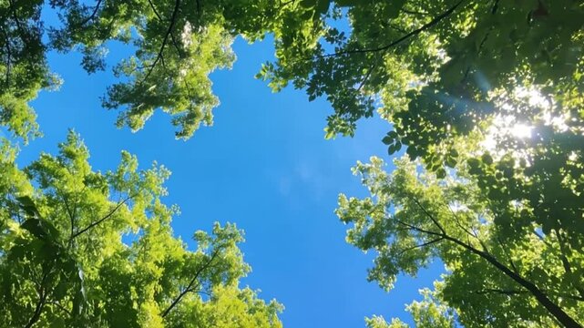 Sun shining through lush green tree canopy against blue sky