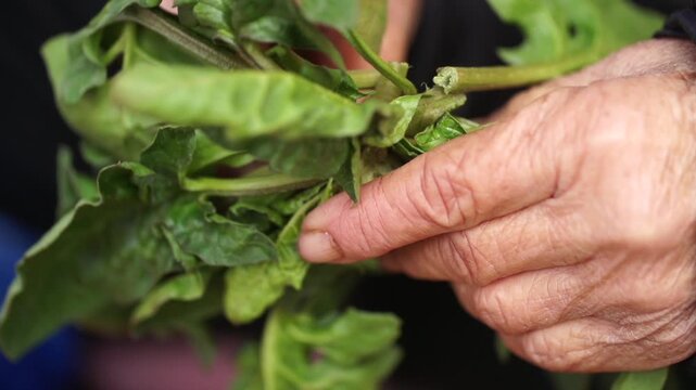 대한민국 한국 재래시장 전통시장 시장 채소 야채 나물 봄나물 시금치 섬초 포항초 번행초 식재료 농산물 유통 판매 상인 노점 신선한 유기농 식단 요리 건강식 잎 줄기 녹색채소 무침 국거리 재배 농가 시골 농촌 밭 식문화 South Korea Korea Traditional Market Market Vegetable Herbs Spring Herbs