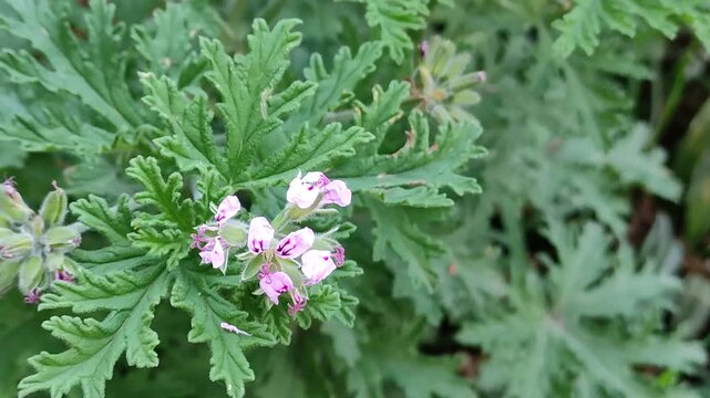 Delicate pink flowers in a spring garden.Delicadas flores rosadas en un jard&iacute;n primaveral.(46)