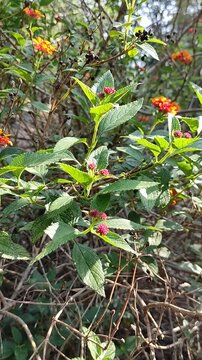 Beautiful small flowers of various scents from a lovely garden, in the morning.Hermosas flores peque&ntilde;as de varios olores de un bonito jard&iacute;n, por la ma&ntilde;ana.(50)