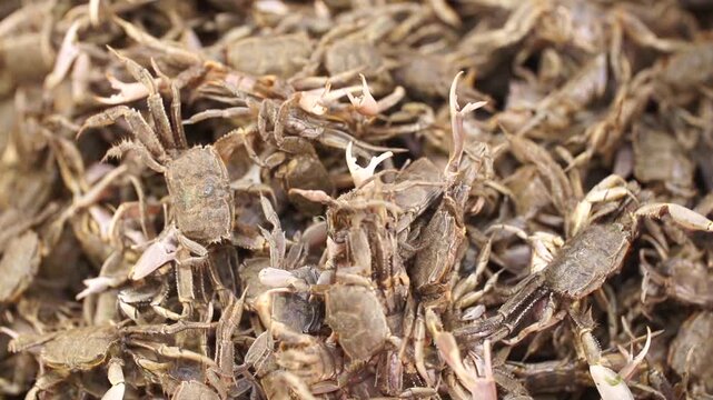 대한민국 한국 전통시장 재래시장 시장 수산물 해산물 게 칠게 방게 작은게 돌게 갑각류 식재료 유통 판매 상인 노점 신선한 식단 요리 건강식 갯벌 제철음식 키토산 무침 게장 튀김 식문화 장날 수산시장