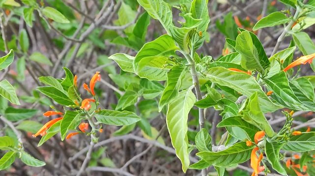 Many green and orange leaves from garden plants.Muchas hojas verdes y naranjas de plantas de un jard&iacute;n. (53).