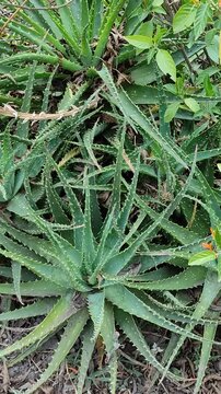 Numerous tiny green agave plants sprouting in the garden during the morning.Numerosos y diminutos magueyes y verdes, brotando en el jard&iacute;n durante la ma&ntilde;ana.(54)