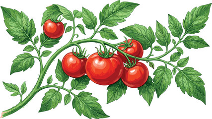 Fresh Red Tomatoes Growing on Vine with Green Leaves Branch Vector Illustration for Agriculture Organic Food Groceries Cooking and Gardening Designs © MstSultanaAkter