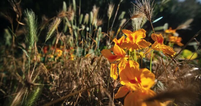 Glowing orange flowers in middle of grassy area with cattails