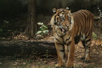 Fototapeta premium a Sumatran tiger is seen standing while looking around