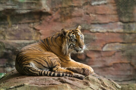 A sumatran tiger is seen lying on a rock while looking back.