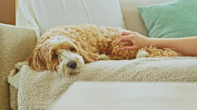 A dog lies comfortably on a soft blanket on a couch. A hand reaches out to pet the dog, who looks content. The sunlight fills the room and highlights the simple setting.