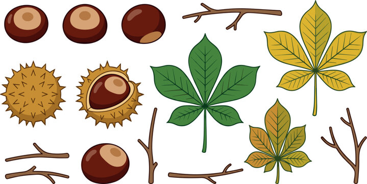 Horse Chestnut Vector Icon Set with Spiky Burrs Open Shells Edible Kernels Green and Yellow Autumn Leaves for Botanical Illustrations and Nature Designs