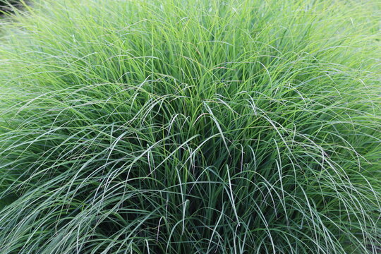 Large ornamental grass in a garden