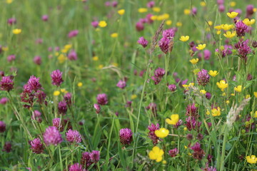 Obraz premium Clover and buttercups in a meadow in summer