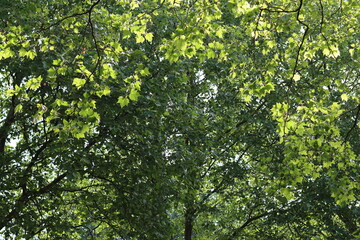 Fototapeta premium Underneath a tree canopy in a park