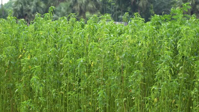 Jamalpur, Bangladesh - 07 July 2023: View of lush green jute plants growing in a field with tropical trees in the background.