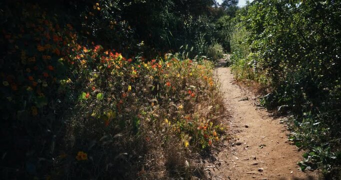 Slow steady cam movement over narrow path near flowers and grass