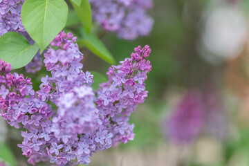 Obraz premium Compact lilac planter against city concrete backdrop. City balcony featuring lilac planter amidst concrete surroundings perfect for compact gardening in urban life