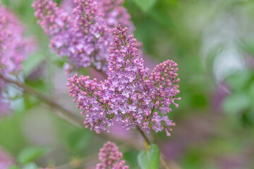 Obraz premium Bright morning illumination accentuates delicate purple flower textures. Vivid close view capturing intricate details of gentle lilac blossoms in soft morning sunlight
