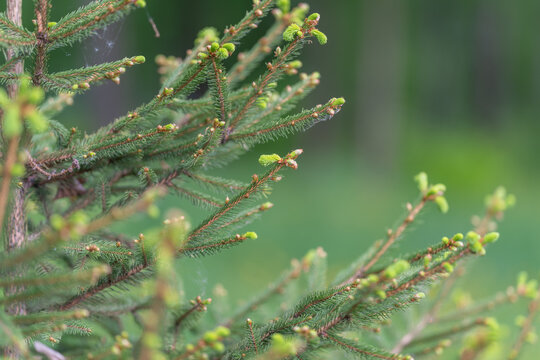 Close examination of leafy branches showing textured buds and delicate needles. Highly detailed natural pattern emphasizing tiny green buds and fine needle textures on branches