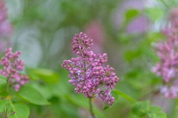 Fototapeta premium Purple floral grouping. Lavender blossoms alongside shrubbery evoke serenity. Clusters of lilac with layered foliage enhance depth in scenic landscape or lifestyle photographs