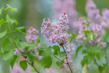 Obraz premium Soft purple hues complemented by vibrant foliage for creative projects. Subtle lavender colors paired with fresh greenery serve as inspiration for design and branding