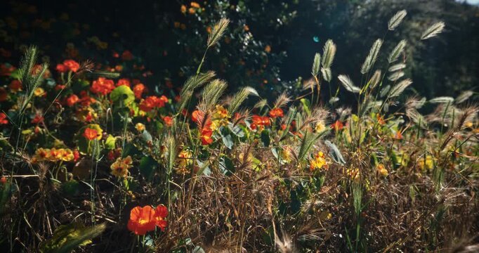 Wild flowers and cattails outside - medium shot