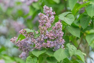 Obraz premium Lilac bloom for perfumery inspiration and scent development, fragrant clusters and tender petals evoke fresh floral accords, ideal for beauty campaigns and product packaging