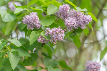 Peaceful botanical imagery featuring soft purple blossoms and light. Tranquil scene capturing lavendercolored flowers on leafy branches under tender morning glow © beholdereye