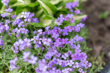 Obraz premium Small lavender flowers. Miniature violet flowers blending with soil and natural foliage. Tiny purple flower clusters surrounded by overlapping stems and rustic garden soil