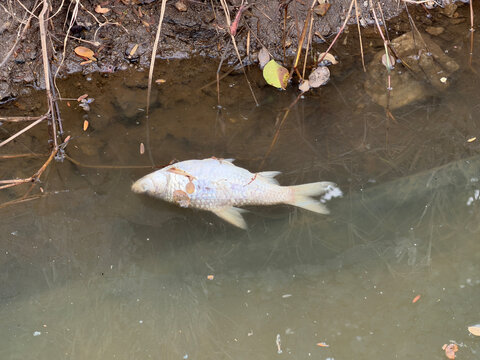 dead fish in the lake