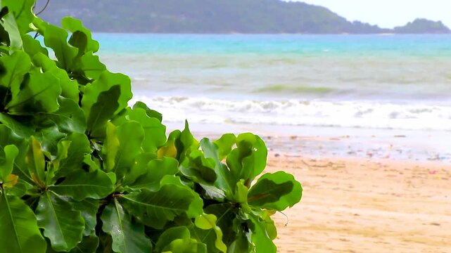 Tropical Patong Beach covered with washed ashore garbage seen through jungle tree branches Thailand.