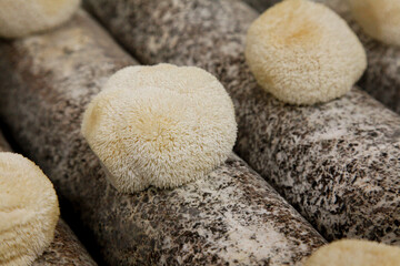 Monkey Head Mushrooms Growing on Logs - Fresh Hericium Erinaceus Fungi with Spiny White Texture © NguyenThi
