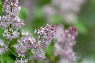 Obraz premium Detailed image emphasizing subtle coloration and floral texture intricacies. Fine art photography capturing intimate details and gentle color shifts of lilac flower