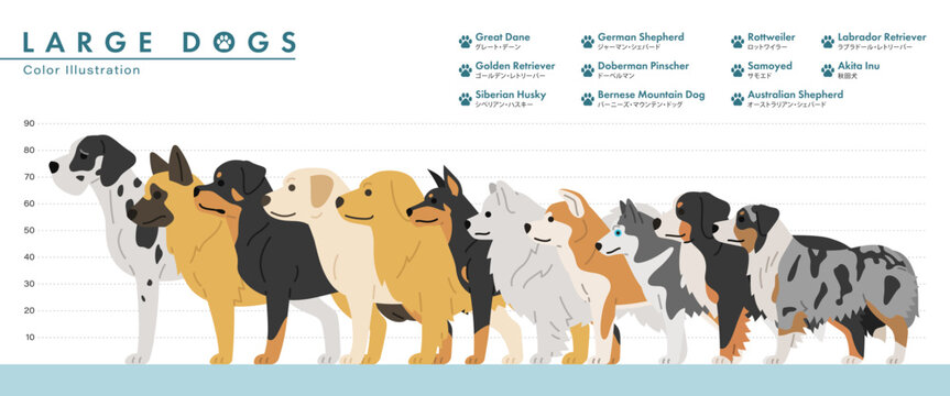Large dog breed size comparison chart flat vector illustration