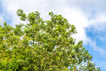 Fototapeta premium Sunny tropical tree branches stretching across dramatic blue clouded skies Thailand.