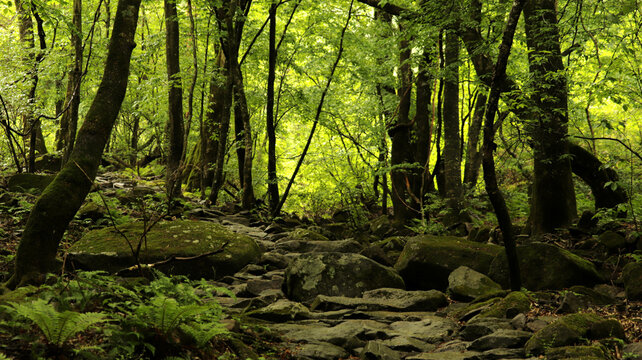 A rocky path meanders through a dense forest, characterized by heavy and abundant vegetation. Thick foliage and moss-covered rocks define this untouched natural landscape, evoking themes of exploratio