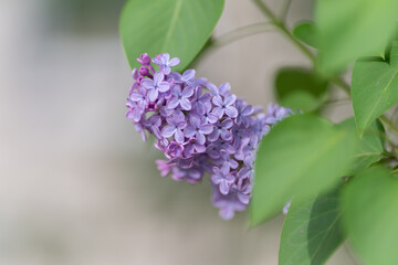 Obraz premium Vivid floral scene. Gentle spring blooms with aroma. Softly blurred petals enhance peaceful morning vibe. Magnificent purple lilac flowers convey calmness and natural beauty
