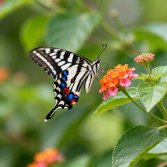 Fototapeta premium Zebra‑Striped Swallowtail Butterfly on Lantana Flower Thread‑Embroidery Art