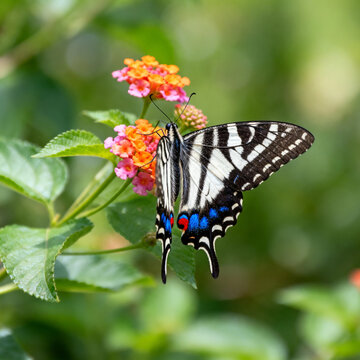 Zebra‑Striped Swallowtail Butterfly on Lantana Flower Thread‑Embroidery Art